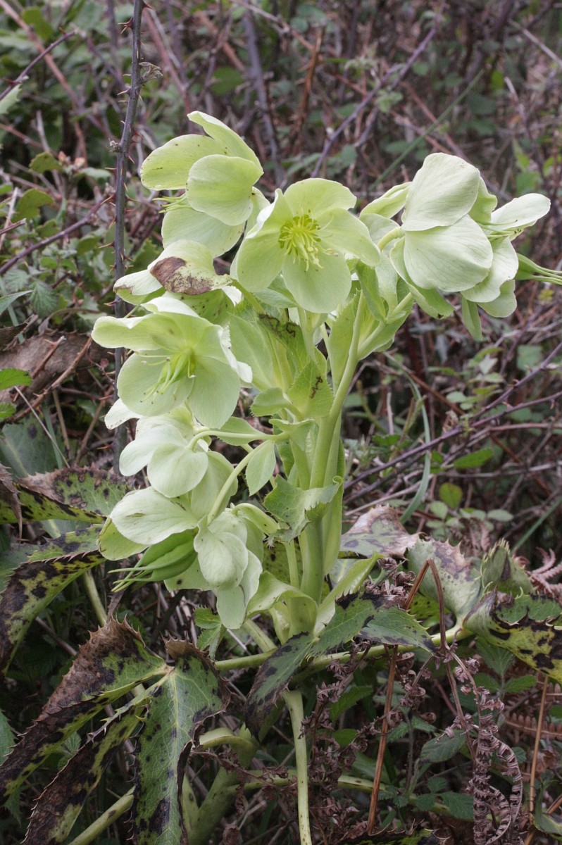 Helleborus lividus